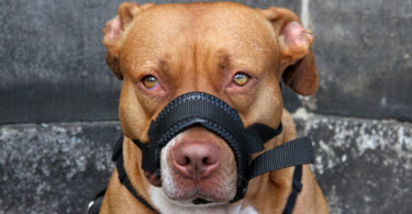 Stafford mit Maulschlaufe