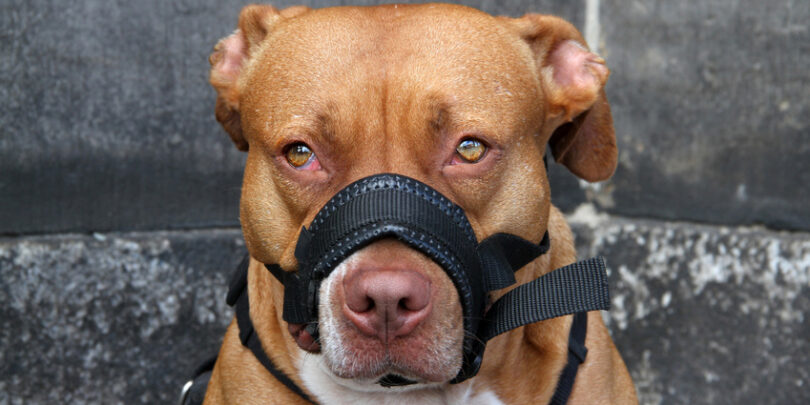 Stafford mit Maulschlaufe