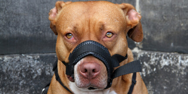 Stafford mit Maulschlaufe