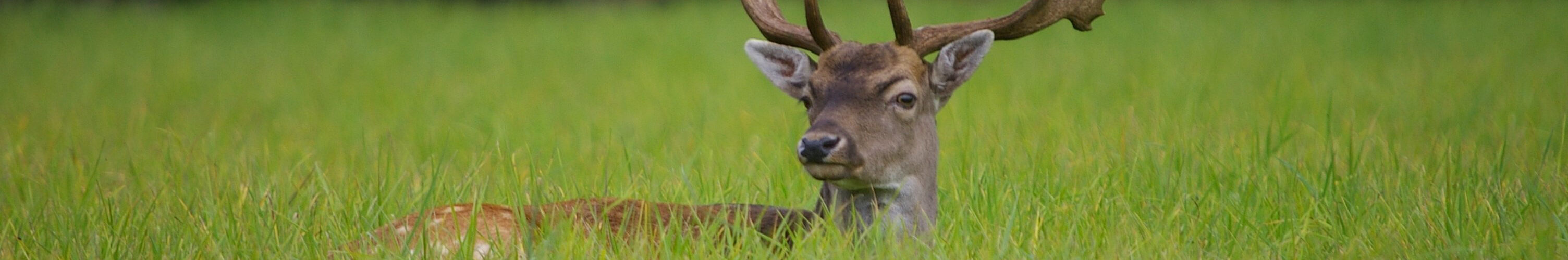 Hirsch, dessen Kopf aus einer grünen Wiese hervorragt.