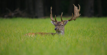 Hirsch, dessen Kopf aus einer grünen Wiese hervorragt.